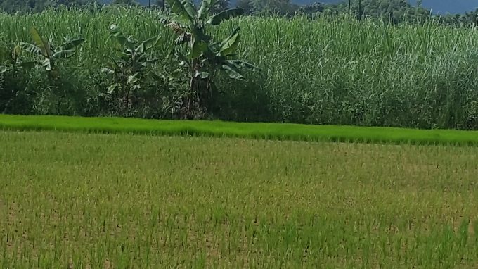 Ye Htut Aung farm