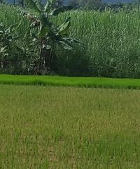 Ye Htut Aung farm