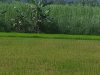Ye Htut Aung farm