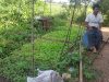 Kyaw Myo Thu Farm
