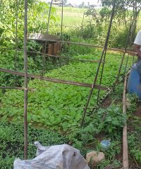 Kyaw Myo Thu Farm