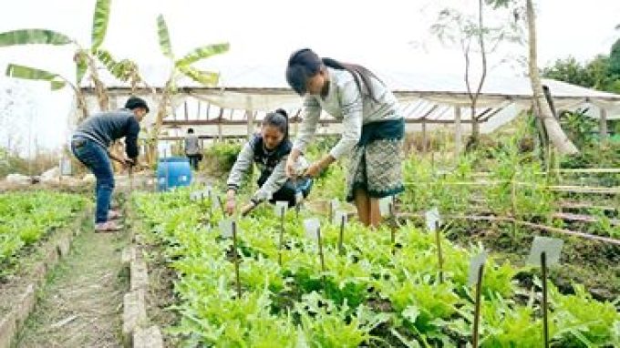Panyanivej Farm