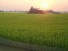 Tam Viet farm