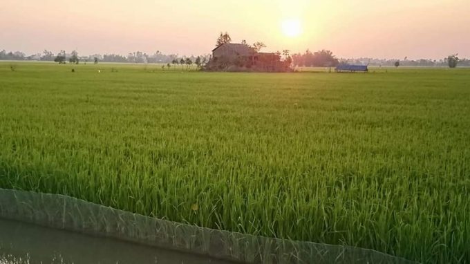 Tam Viet farm