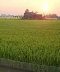Tam Viet farm
