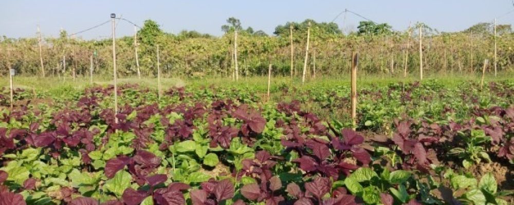 Small Grant Facilitation Awarded to ALiSEA Network Members in Southeast Asia