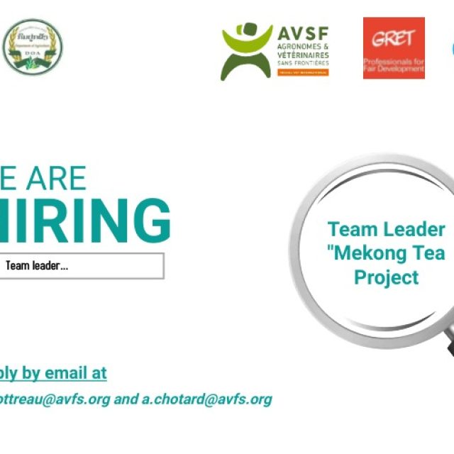 Team Leader “Mekong Tea Project” – AVSF in Laos