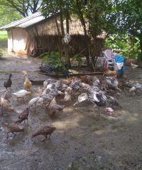 Saw Htoo Baw Farm