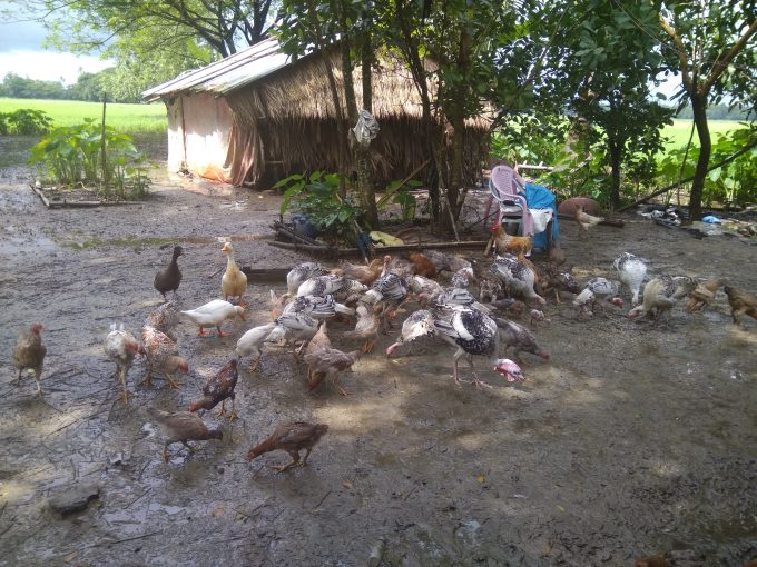 Saw Htoo Baw Farm