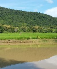 Lee 7 farm