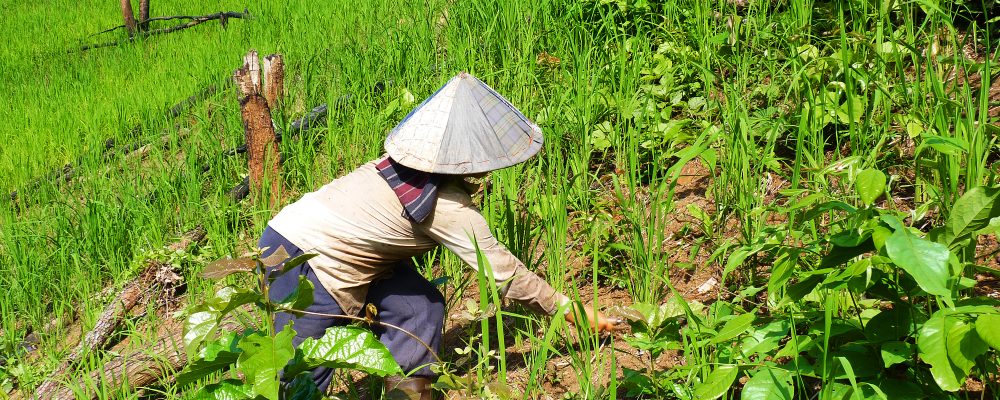 Book announcement & Call for papers, Farmer Innovations and Best Practices by Shifting Cultivators in Asia-Pacific