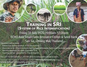 Training in System of Rice Intensification (SRI), July 31, 2020, Thailand