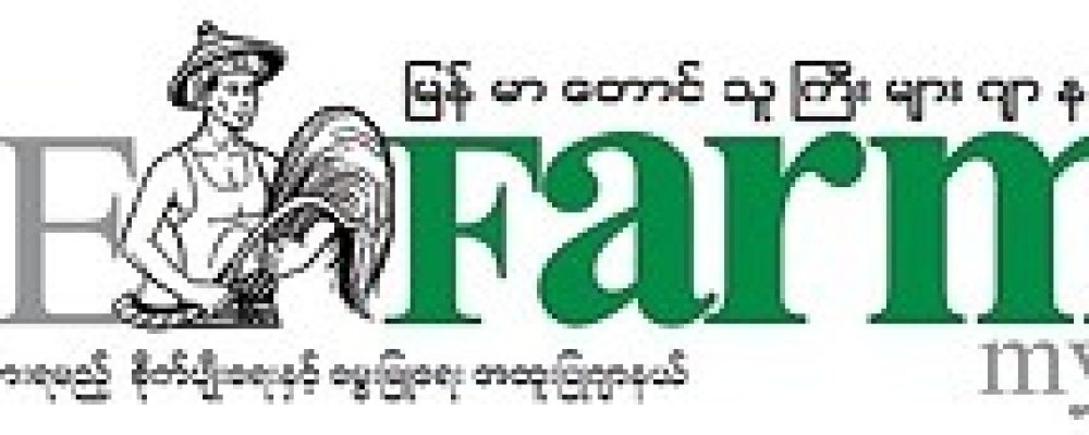 Farmers experienced that naturally grown cauliflowers gave high yields with less cost of cultivation (Myanmar)
