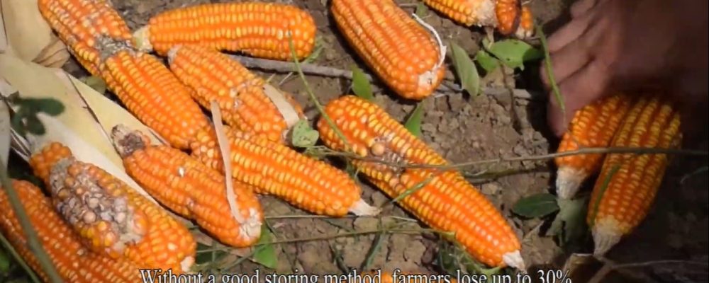 On-farm trial of drying and storage of maize for postharvest loss prevention” ACTION RESEARCH and VDO