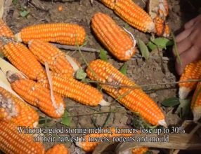 On-farm trial of drying and storage of maize for postharvest loss prevention” ACTION RESEARCH and VDO