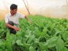Nethouse helps a vegetable producer stop using chemical pesticide