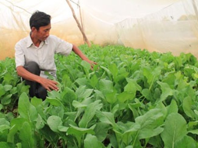 Nethouse helps a vegetable producer stop using chemical pesticide