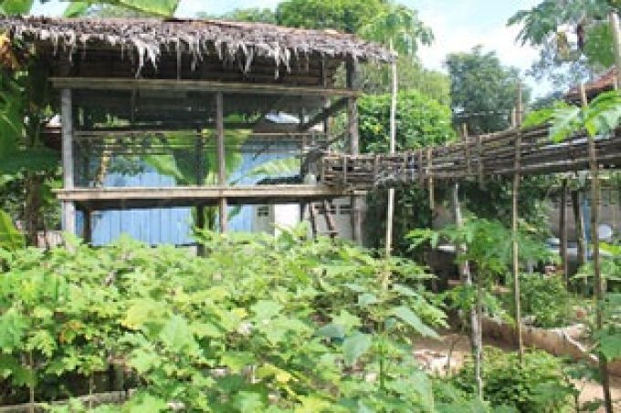 Mr. Ros Mao's homegarden