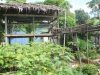 Mr. Ros Mao's homegarden
