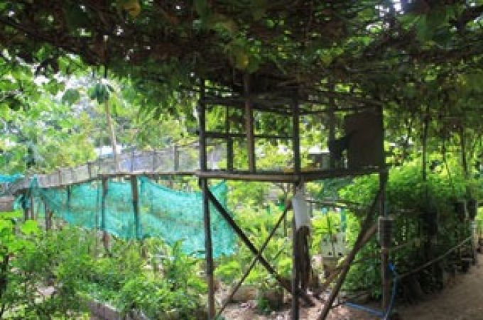 Mr. Ros Mao's homegarden