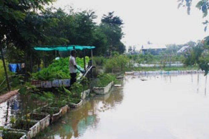 Pond for fish raising and irrigation + floating garden and raised garden bed