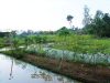Vegetable garden, surrounded by water channel; poultry pen is seen in the background