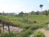 Rice field, surrounded by water channel; poultry pen is seen in the background