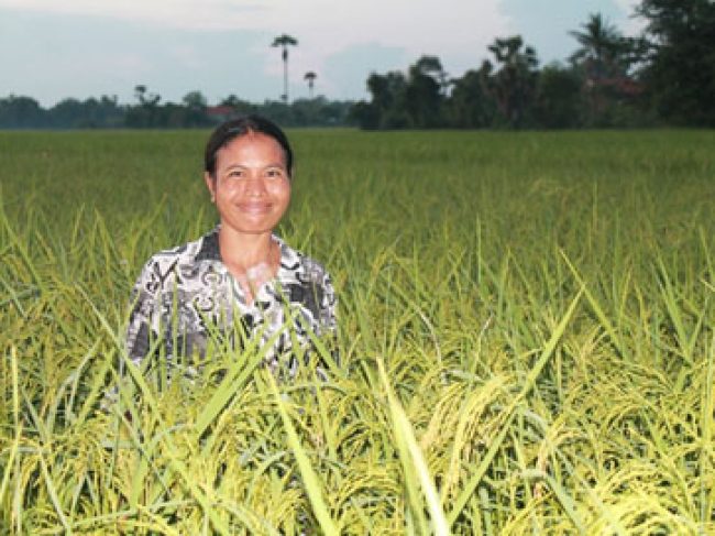 A Champion organic SRI farmer in Cambodia