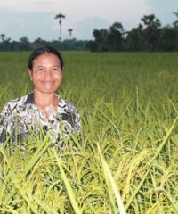 A Champion organic SRI farmer in Cambodia