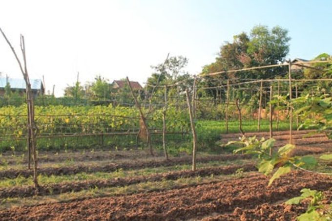 Ms. Nhem Sovannary's backyard