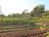 Ms. Nhem Sovannary's backyard