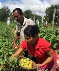 A model farmer in Kampong Speu province