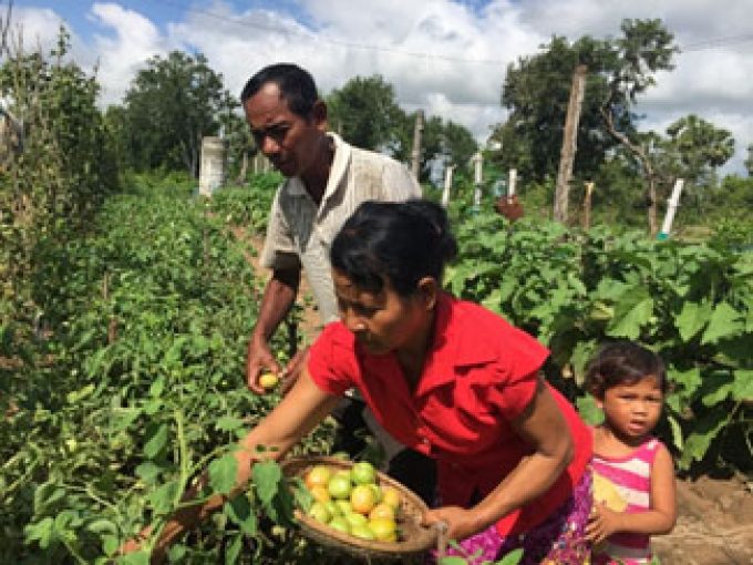 A model farmer in Kampong Speu province