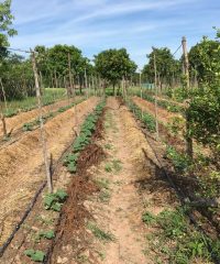 Integration of multi-purpose trees, fruit trees, rice, vegetable and livestock, Cambodia