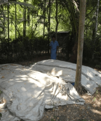 Fast Rice Straw Composting, Ayeyarwady Delta, Myanmar