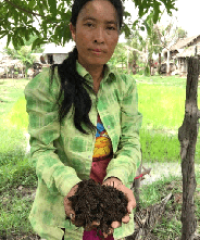 Vegetable growing with agroecological practices, Cambodia