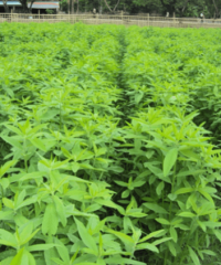 Green manure (Crotalaria juncea) for paddy cultivation, Myanmar