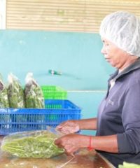 Growing chemical-free lettuces on 500 m2 allows Ms. Sok Sier to earn a decent living