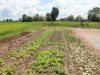 Lettuce garden after the harvest. They are seen rotting due to successive heavy rainfall for a week.