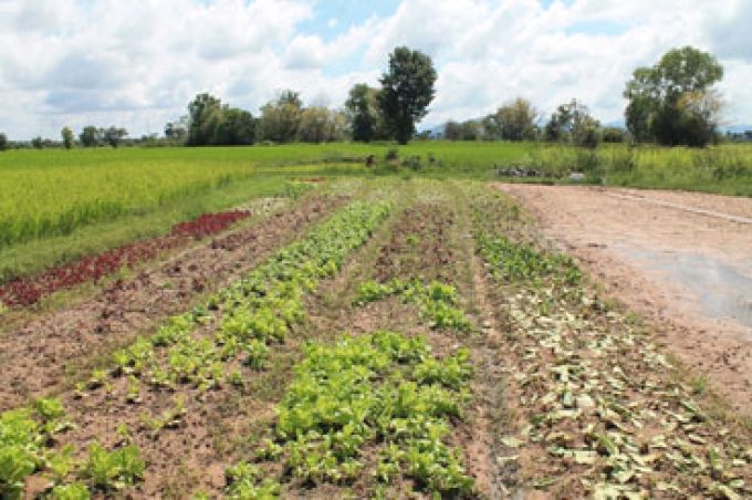 Lettuce garden after the harvest. They are seen rotting due to successive heavy rainfall for a week.