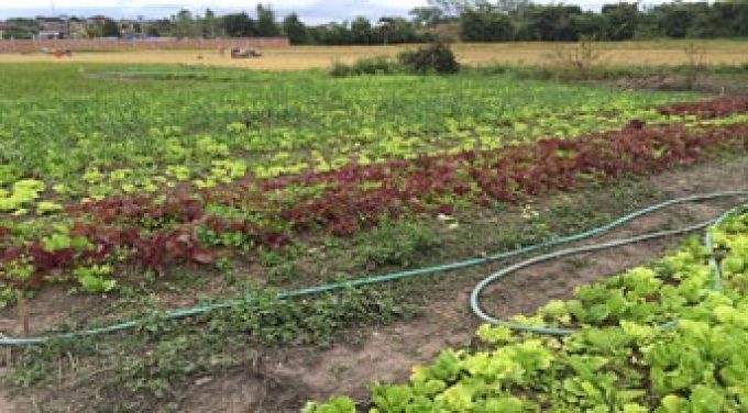 Sustainable Agriculture Market Access Development Project – SAMADP (1)