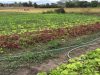 Sustainable Agriculture Market Access Development Project – SAMADP (1)