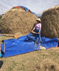 Sustainable Agriculture Market Access Development Project – SAMADP (2)