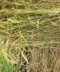 Sangthong Organic Rice Producer Group (1)