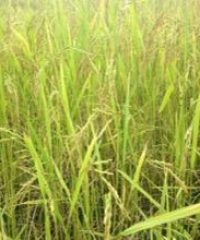 Sangthong Organic Rice Producer Group (2)