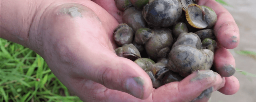 The new video collection of farmers’s voices and techniques produced by Lao Farmer Network