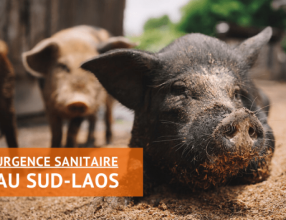 African Swine Fever (ASF): the other pandemic, situation and impact in Lao PDR