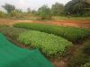 Mr. Ounkeng's farm 