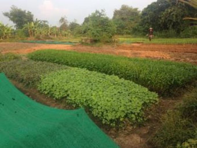 Mr. Ounkeng's farm 