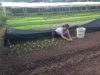 Mr. Ounkeng's farm 